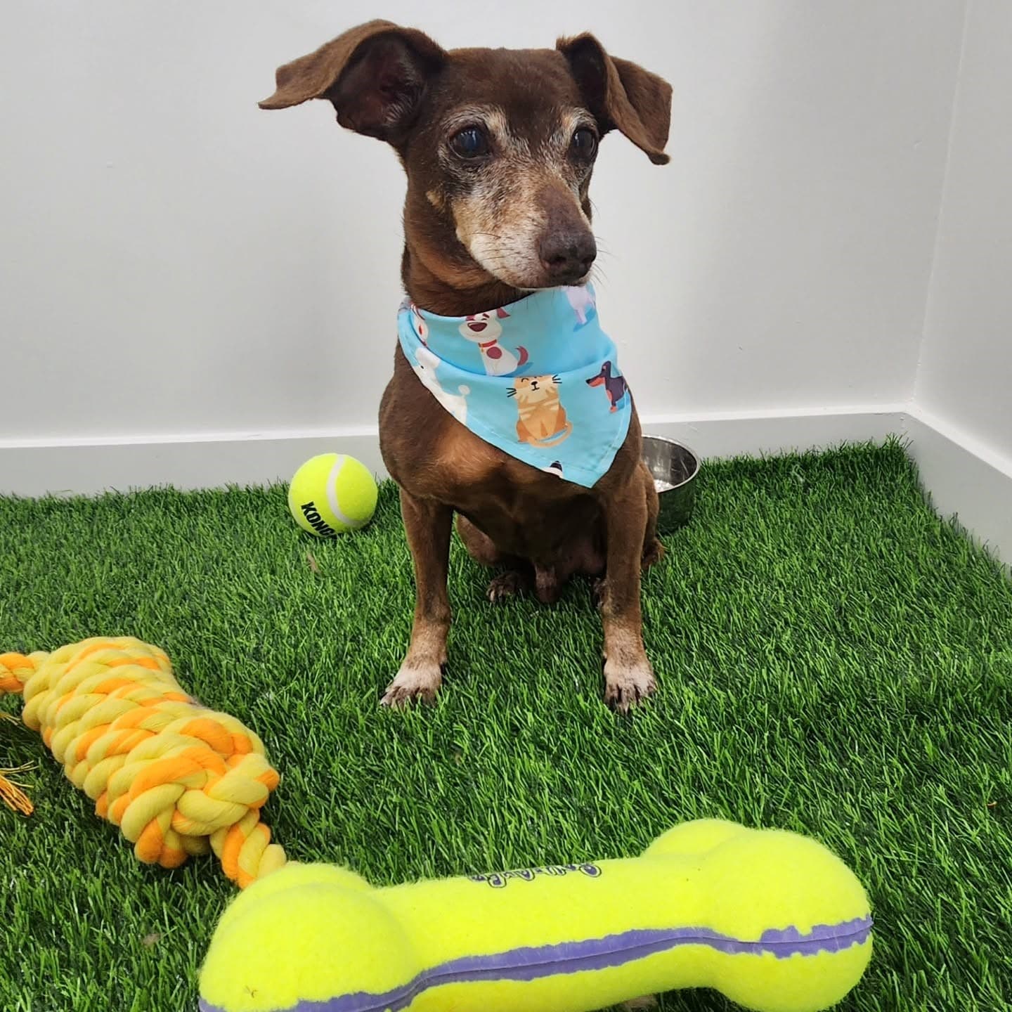 Professional dog grooming at Puppy Day La Mirada