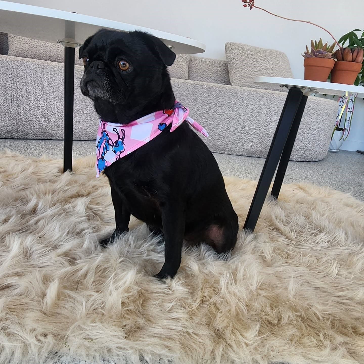 Professional dog grooming at Puppy Day La Mirada