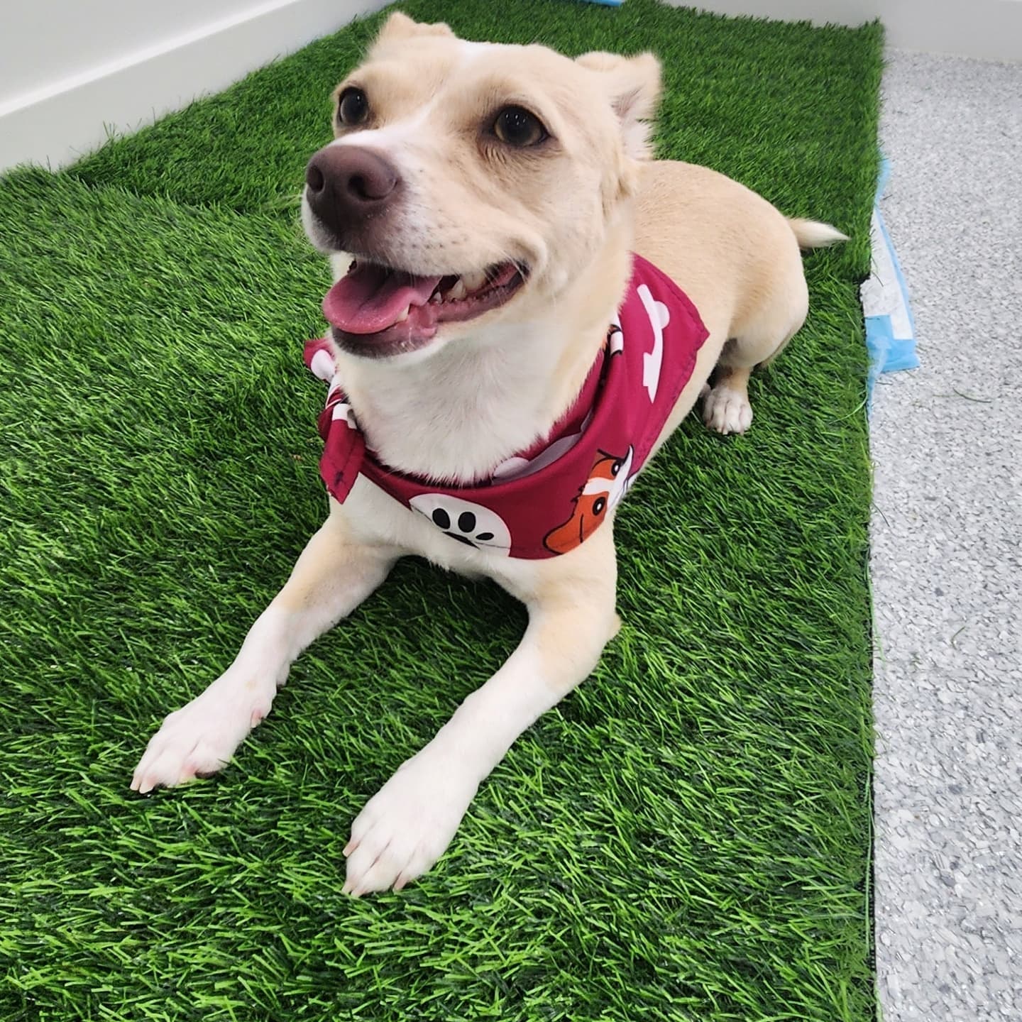 Professional dog grooming at Puppy Day La Mirada