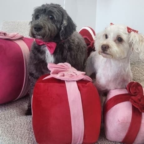 Professional dog grooming at Puppy Day La Mirada