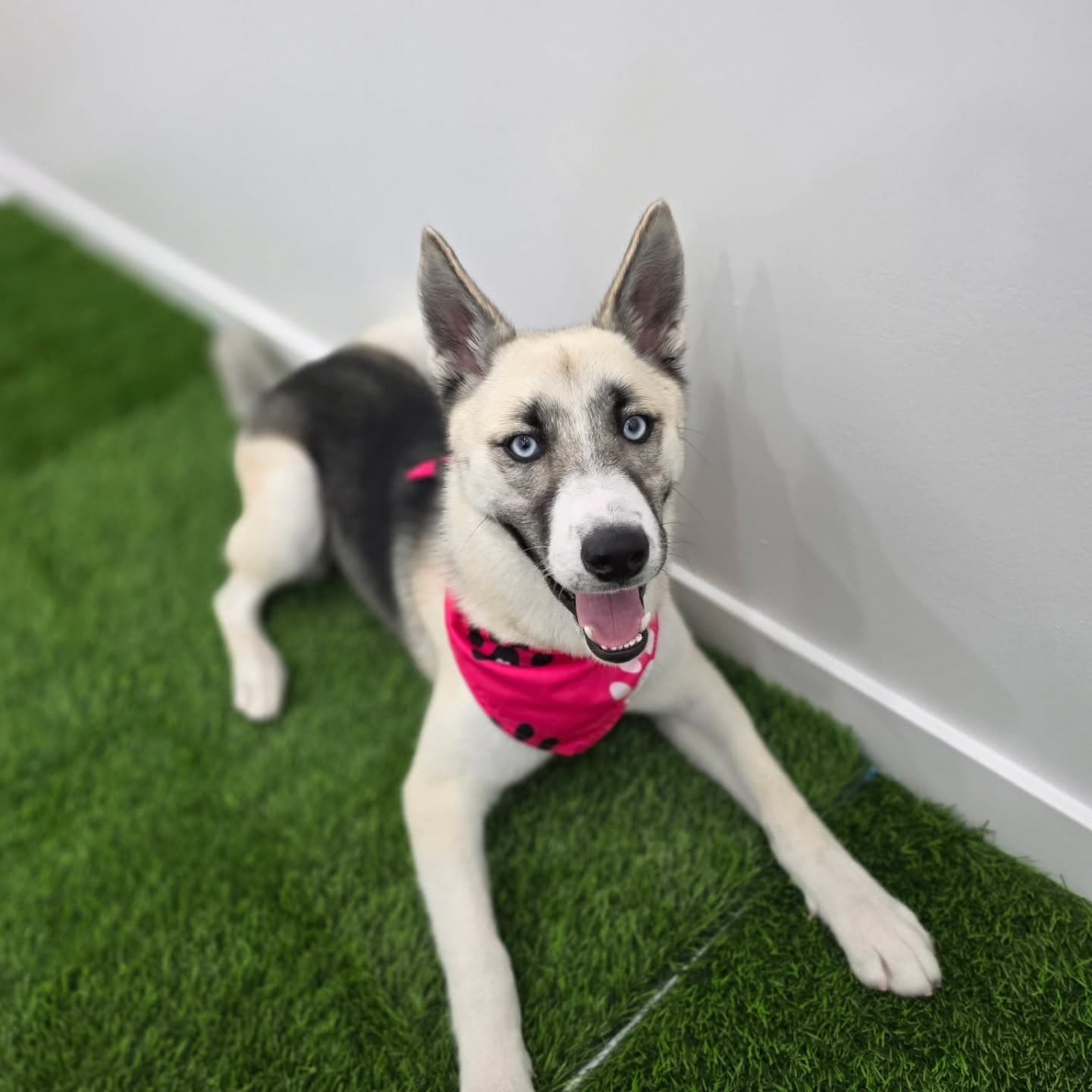 Professional dog grooming at Puppy Day La Mirada